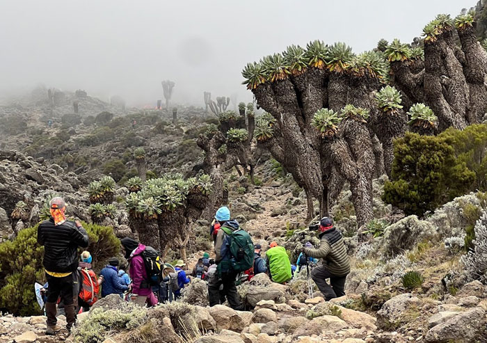 Members of the climb hiking up Mt. Kilimanjaro