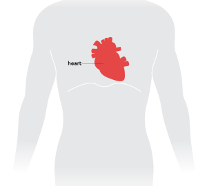 Heart organ