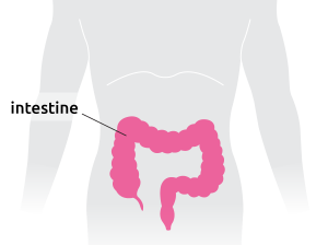 Intestine situated in the torso