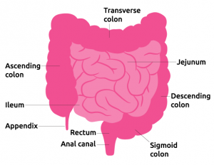 Detail of intestines