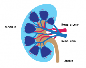Kidney diagram - simplified