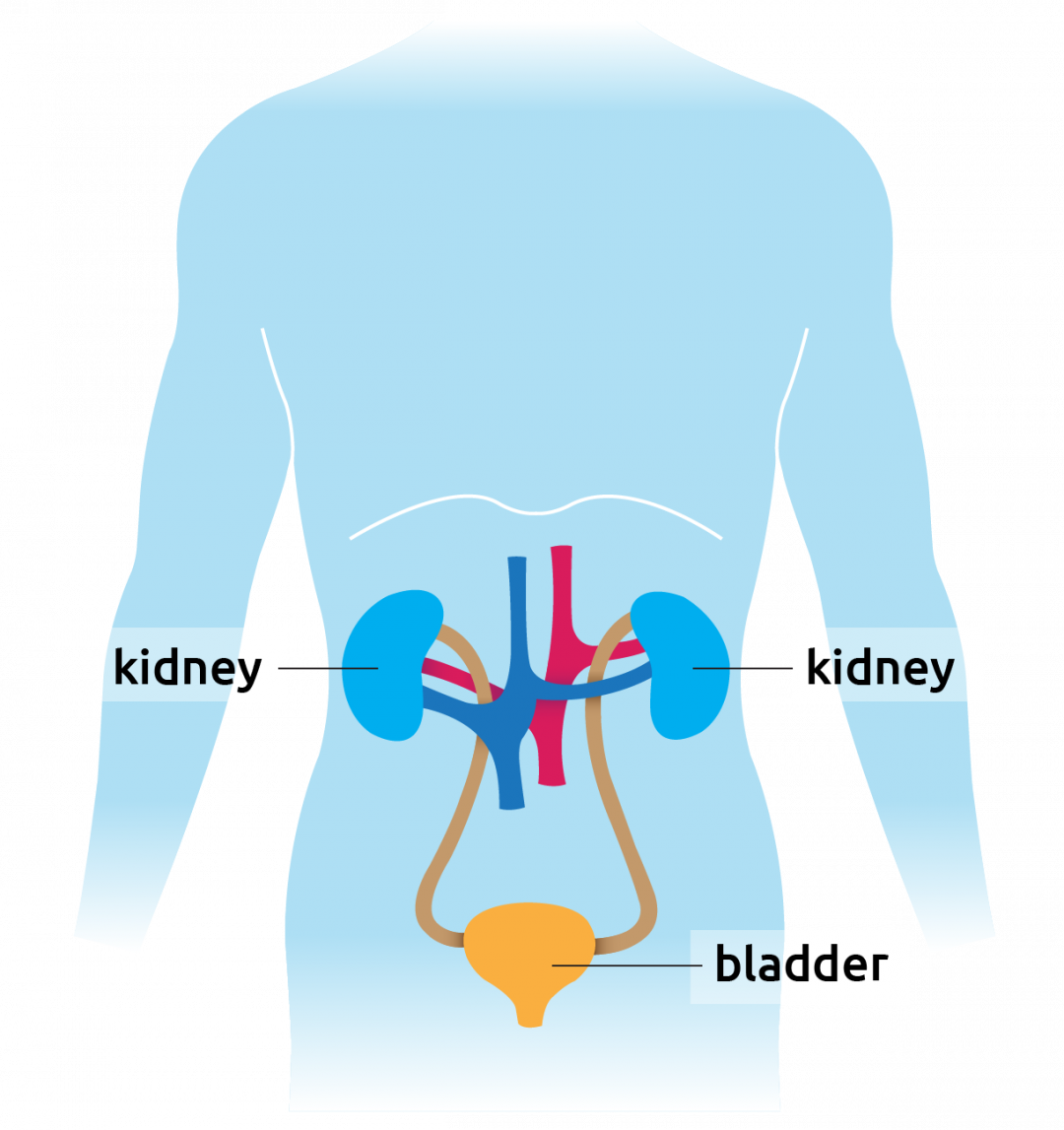 Human Body Organs Diagram Kidneys - Kidney Anatomy Human Female Cancer ...