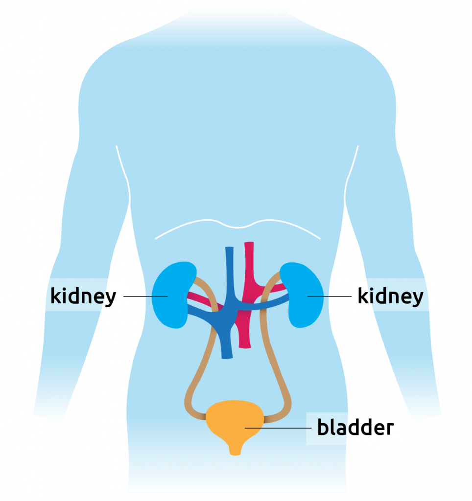 Human diagram showing kidney and bladder