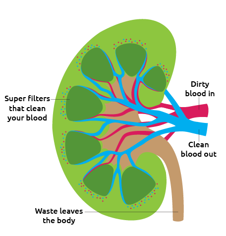kidney-detail