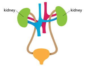 Diagram of the kidneys
