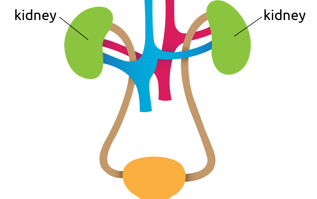 kidney-diagram@2x
