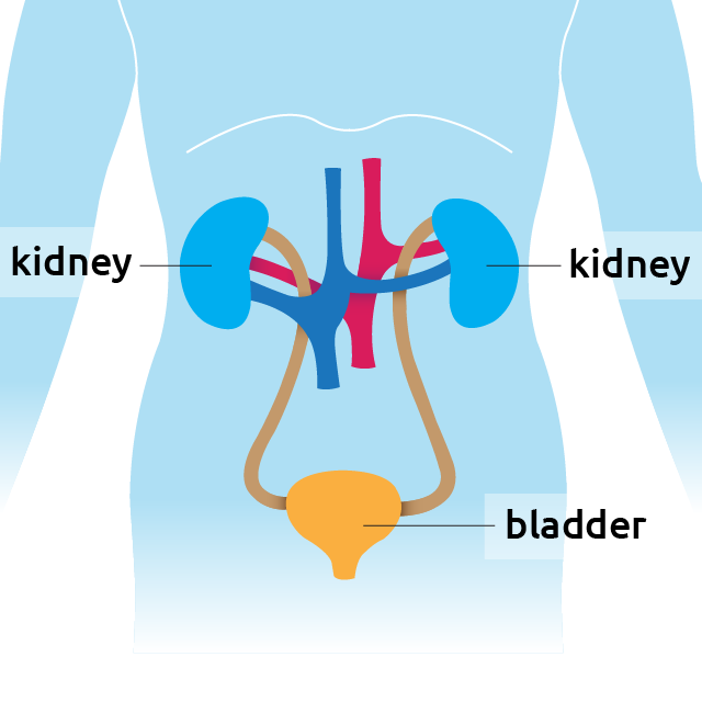 Kidney situated in the torso
