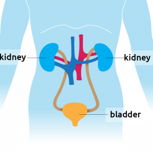 Kidney situated in the torso