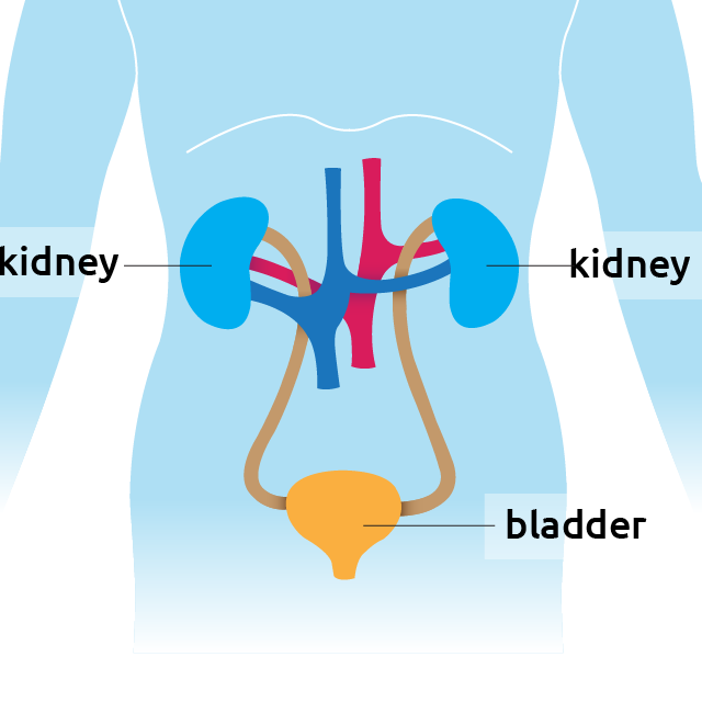 kidney-overview