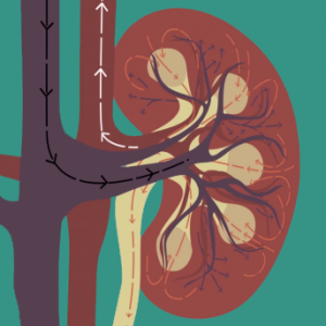 Watch the Ted Ed video on how the kidney works