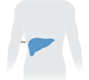 Picture of the liver in the torso
