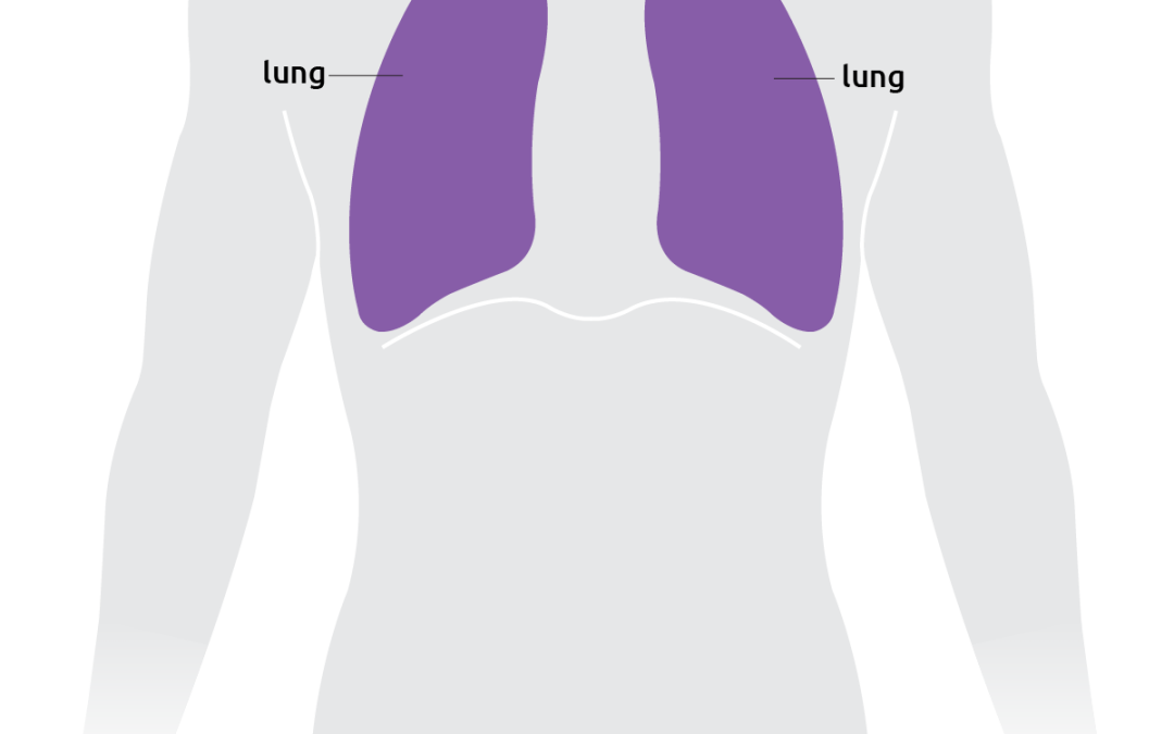 lungs@2x