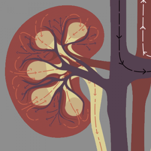 Ted Ed video on how the kidney works