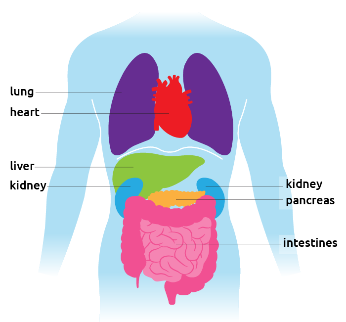 Diagram showing human organs, liver, heart, lung, kidney, pancreas, intestines