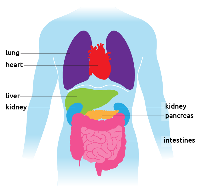 Diagram Of Liver And Other Organs Human Body