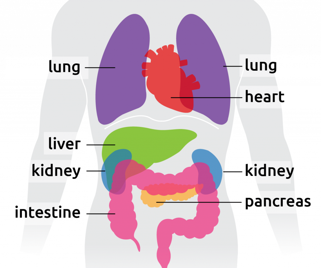 Torso Organs Diagram Diagram Resource Gallery | Images and Photos finder