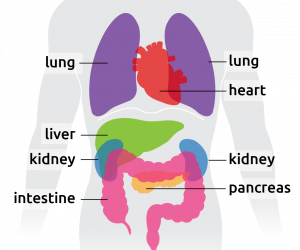 Torso showing all lifesaving organs