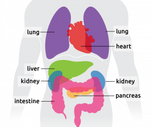 Lifesaving organs and their locations within the torso