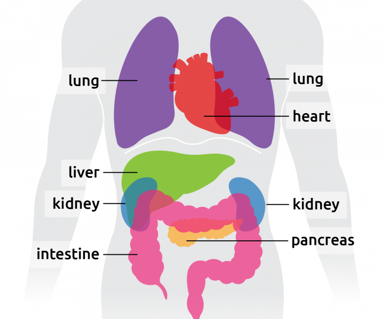 torso-all-organs@2x - Transplant Living