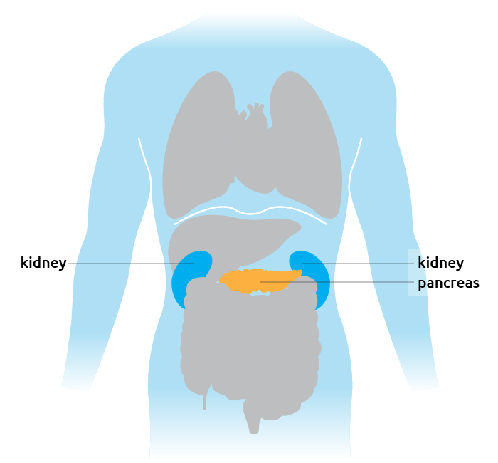 torso-kidney-pancreas