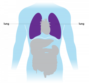 This is where the lungs are situated in the torso