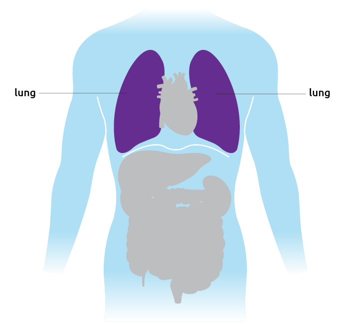 This is where the lungs are situated in the torso