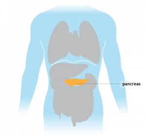 The pancreas situated in the torso