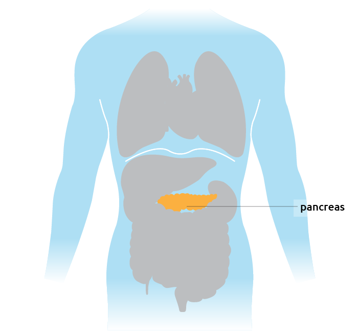 The pancreas situated in the torso