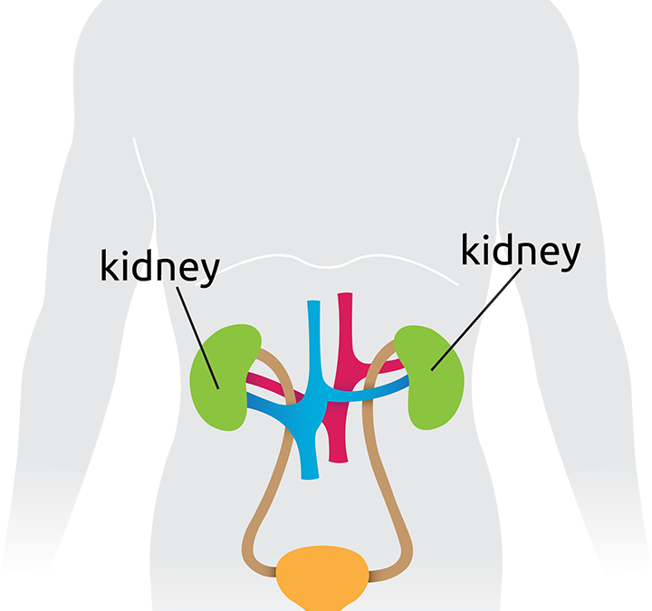 torso_kidneys_bladder+labels